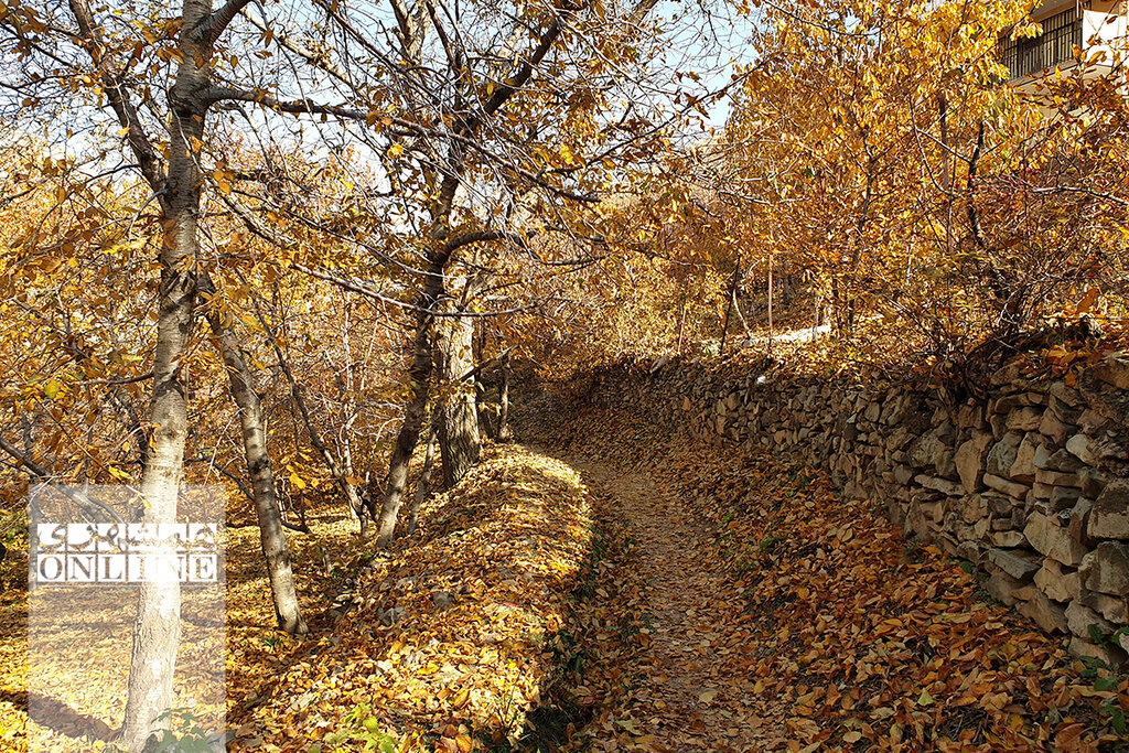 فواید باور نکردی ریختن برگهای پاییزی درختان | اگر به طبیعت علاقه دارید این کار را حتما انجام دهید