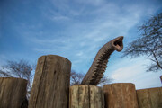 جذاب‌ترین تصاویر از یتیم‌خانه فیل‌های آفریقایی | توپ بازی و دنبال بازی فیل‌های خردسال را ببینید