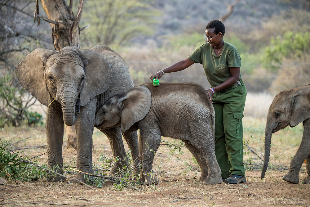 فیلهای کنیا