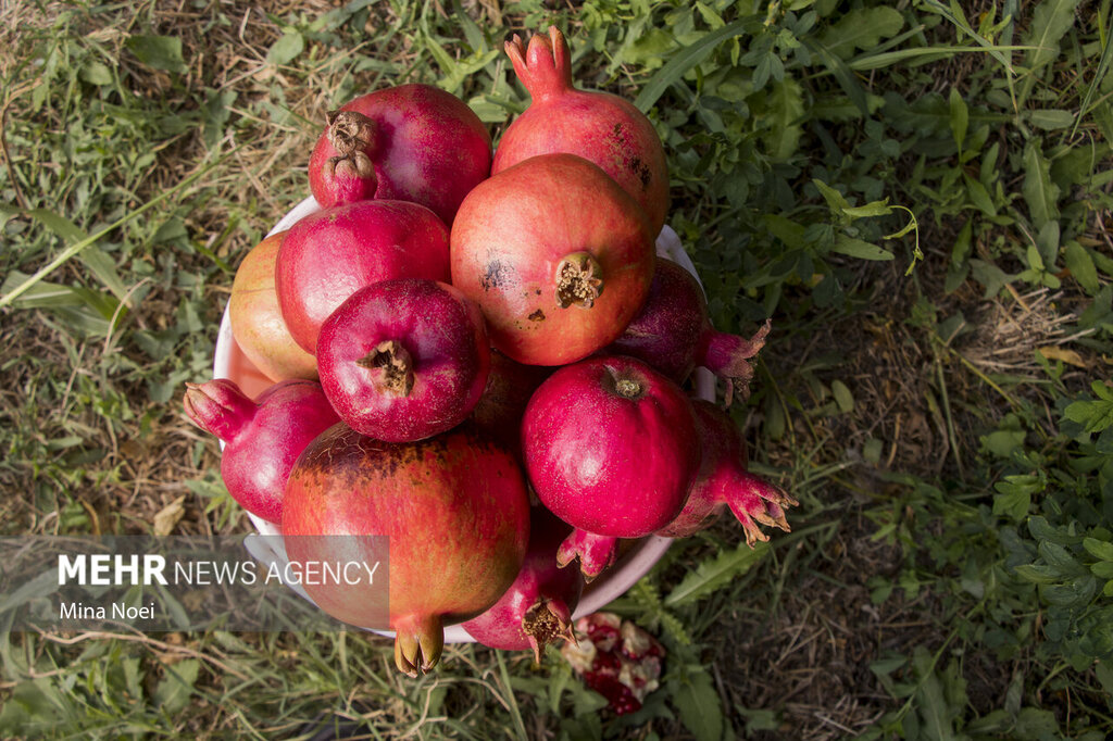 روش تهیه لواشک انار با دانه انار | چطور لواشک انار را خشک کنیم؟ ؛ علت کپک زدن لواشک هنگام خشک شدن