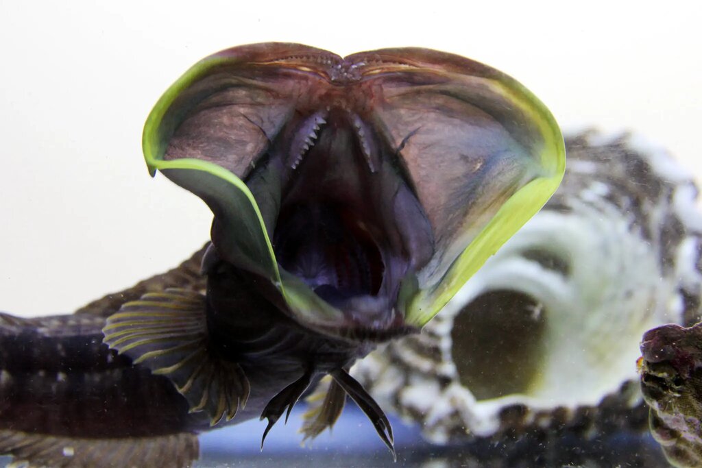 ببینید | شوخی این جانور عجیب با همنوعش مرزهای علم را جابجا کرد