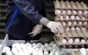 مصوبه جدید وزارت کشاورزی درباره قیمت تخم‌ مرغ | یک کیلو تخم‌ مرغ چند؟
