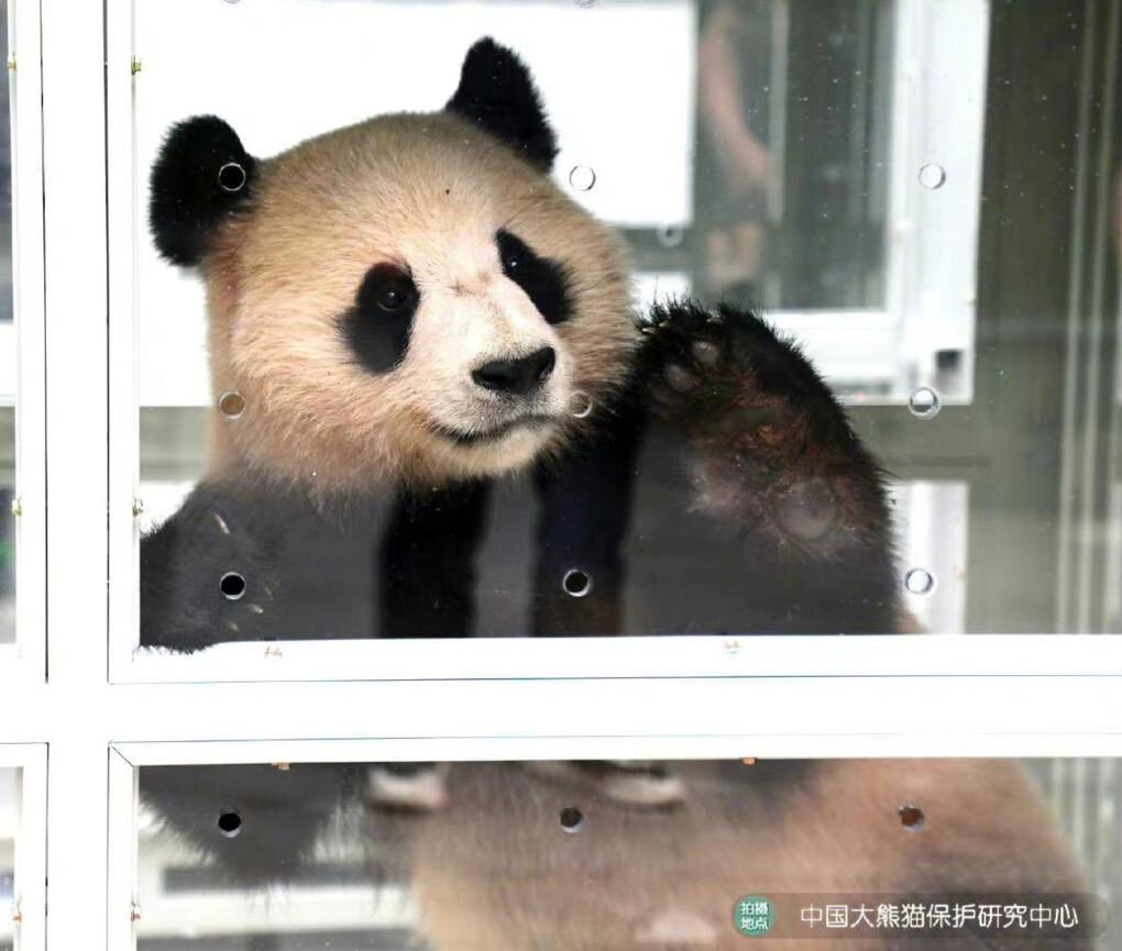 عکس | خرسی که میهمان ویژه جام جهانی ۲۰۲۲ قطر شد