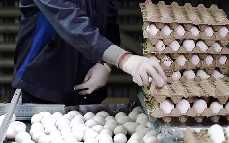 قیمت مصوب تخم مرغ تغییری نکرده | هر شانه تخم‌ مرغ چند؟