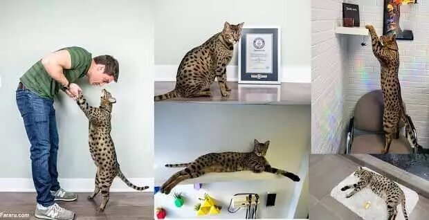 تصویر قدبلندترین گربه خانگی جهان | ابعاد باورنکردنی این گربه غول پیکر را ببینید