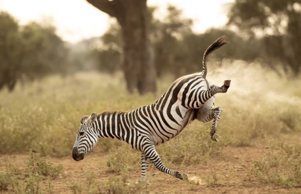 و این گورخر مشهور بی ادب