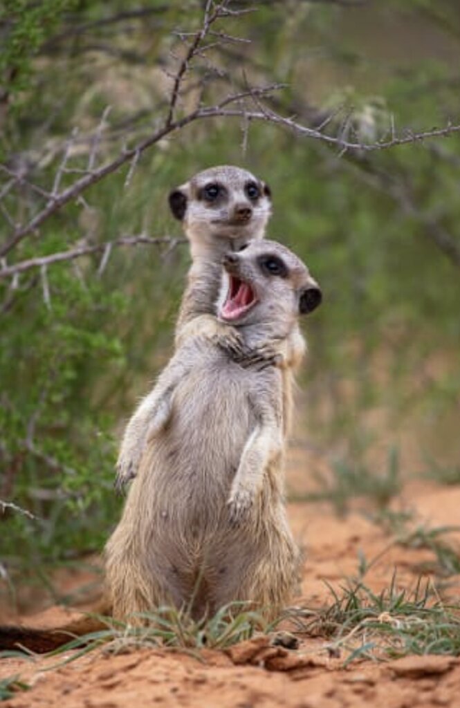 ادابازی از نوع حسات وحشی