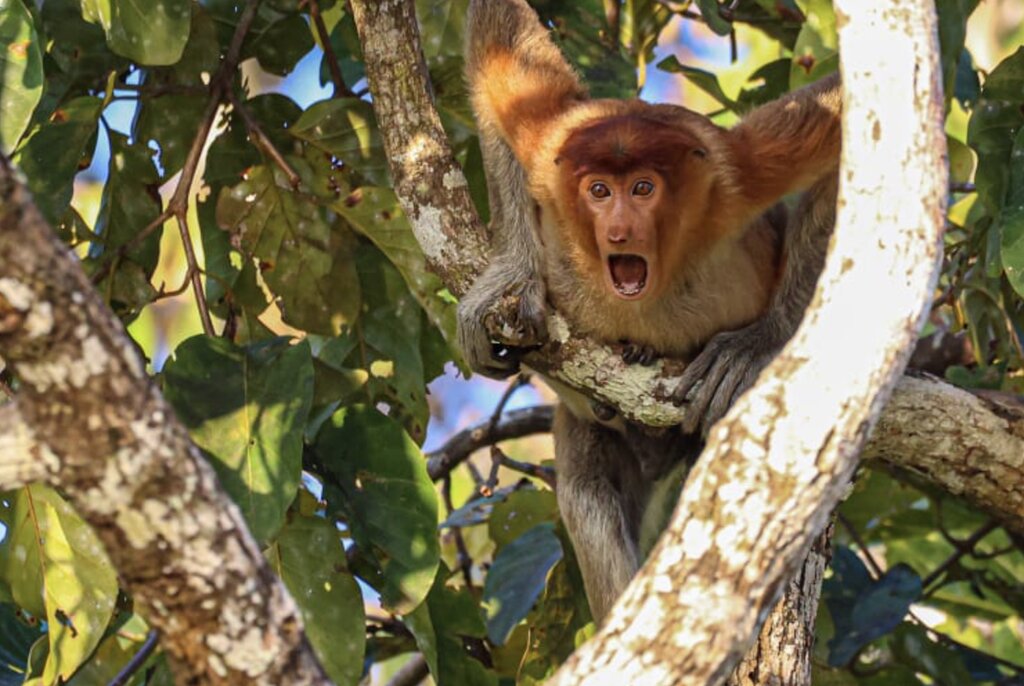 کمدی حیات وحش