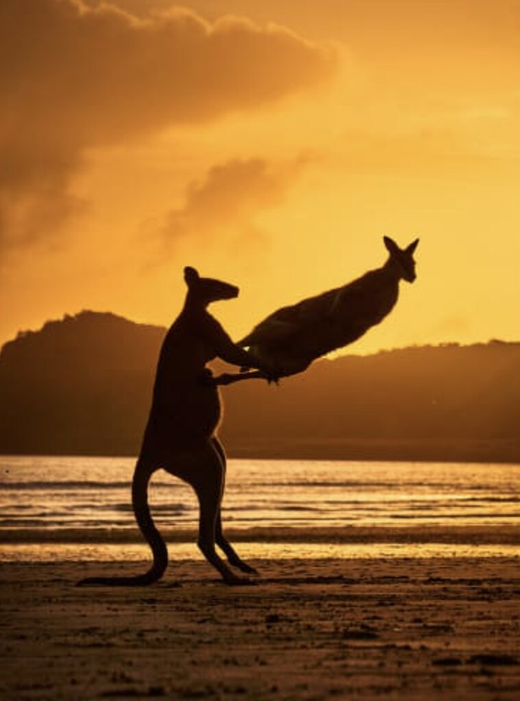 دعوای کانگوروها یکی از پر کامنت ترین عکس های این مسابقه است.