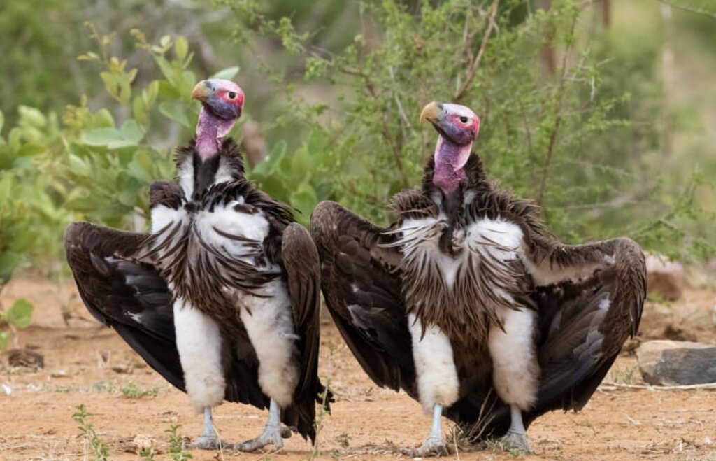 کرکس های جدی آفریقای جنوبی