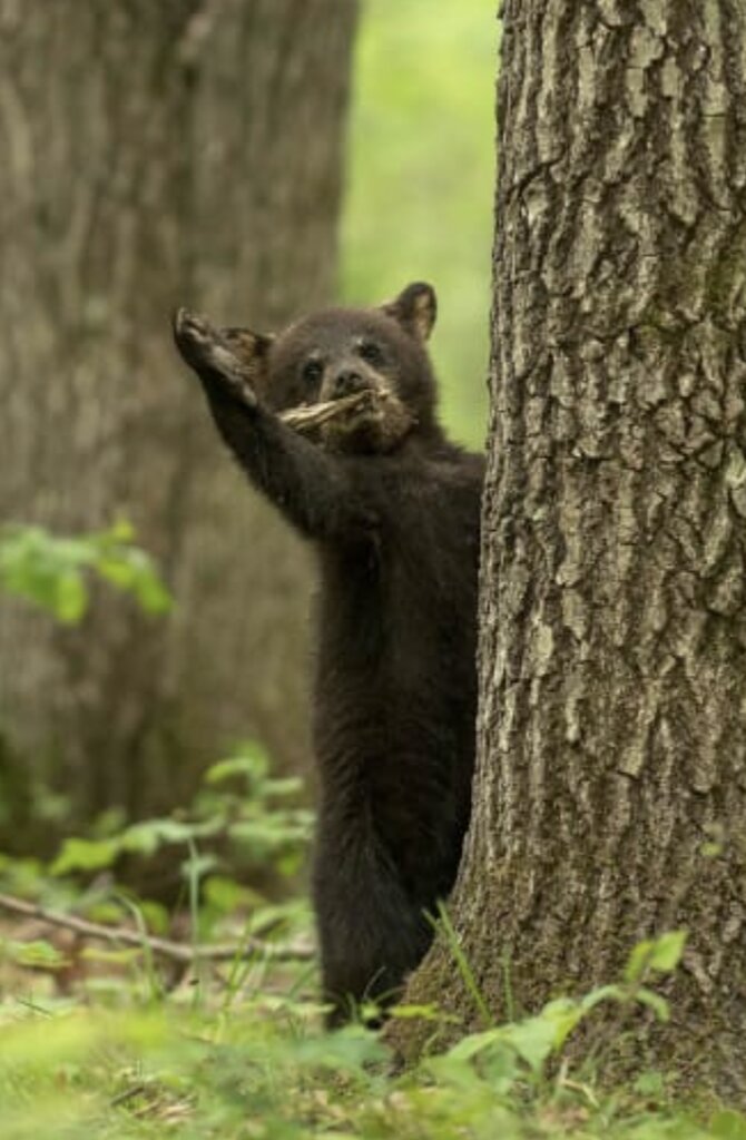 خرسی که برای عکاس دست تکان داد