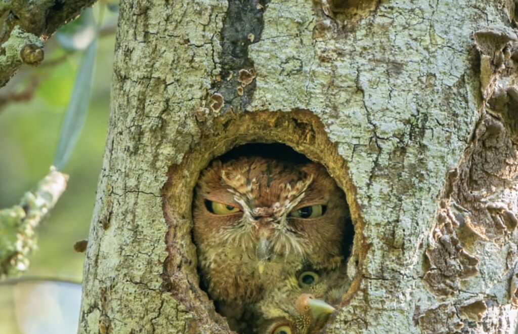 لانه تنگ جغدهای فلوریدا