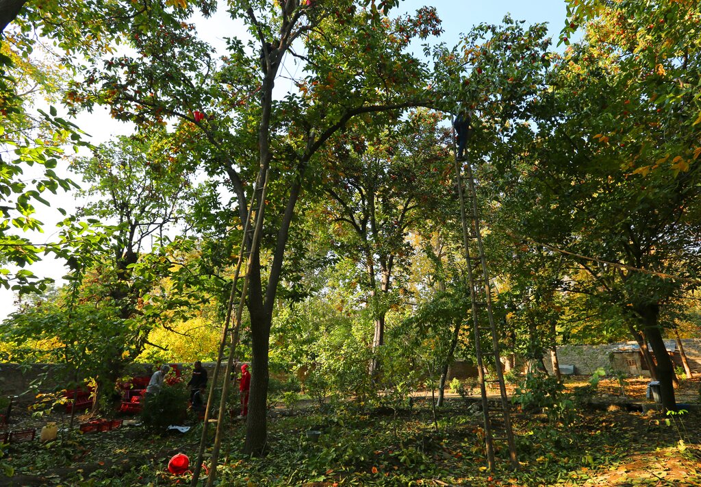 خوشخوراکترین خرمالوی کشور متعلق به کجاست؟ | چرا چیدن خرمالو به عنوان شغل خطرناک ثبت ملی شد؟