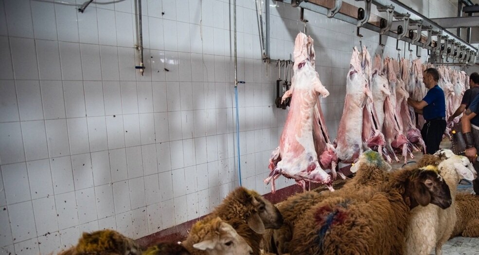 روزی روزگاری کارد، مصقل، خون | چگونه نخستین فرهنگسرای تهران در کشتارگاه متولد شد؟