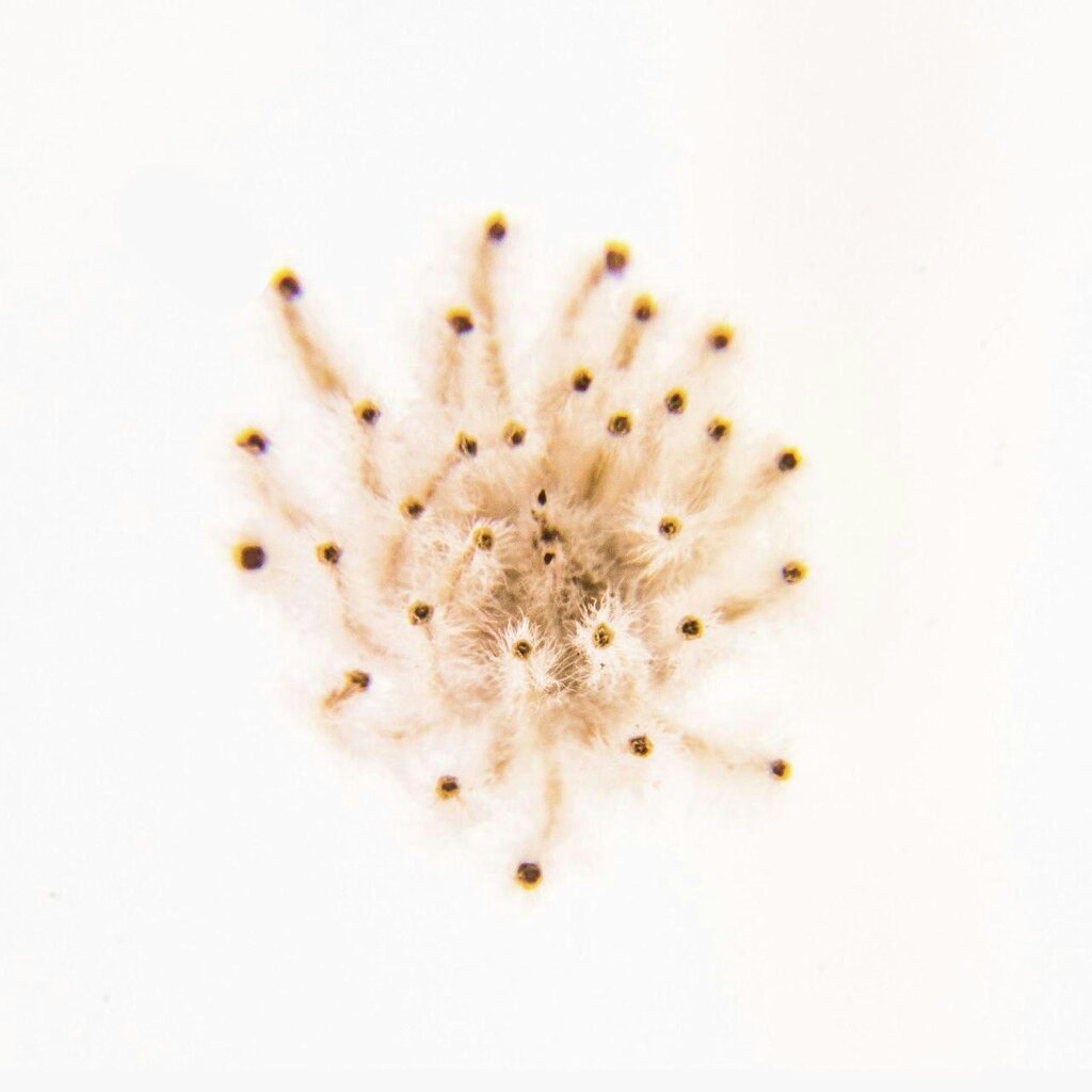 باارزشترین هدیه تولد جهان در پایتخت | سرپرستی بذرهای نایاب کشور را به عهده بگیرید