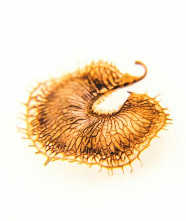 باارزشترین هدیه تولد جهان در پایتخت | سرپرستی بذرهای نایاب کشور را به عهده بگیرید