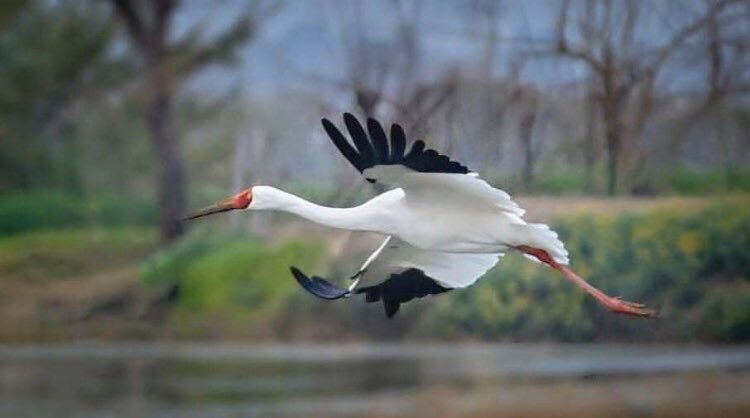 درنای سیبری