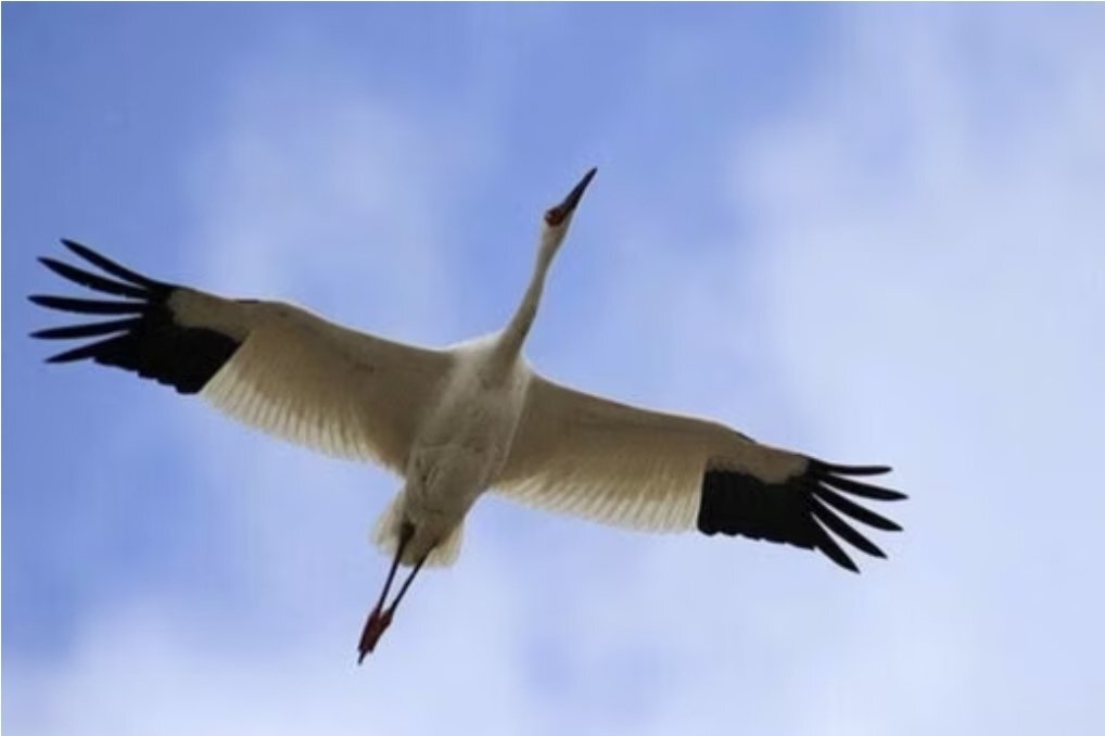 عکس | امید به ایران وارد شد | درنای تنهای سیبری را ببینید