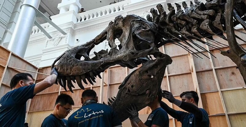 دانشمندان با فروش این دایناسور در حراجی هنگ کنگ مخالفند | تصاویری از تی رکس ۶۸ میلیون ساله
