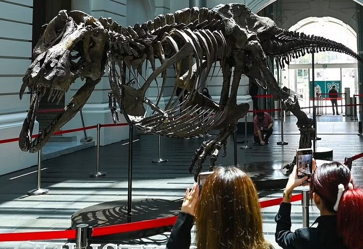 دانشمندان با فروش این دایناسور در حراجی هنگ کنگ مخالفند | تصاویری از تی رکس ۶۸ میلیون ساله