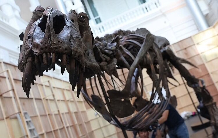 دانشمندان با فروش این دایناسور در حراجی هنگ کنگ مخالفند | تصاویری از تی رکس ۶۸ میلیون ساله