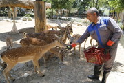 منوی میلیاردی غذای حیوانات باغ‌ وحش تهران | پرخورترین حیوان تهران را بشناسید