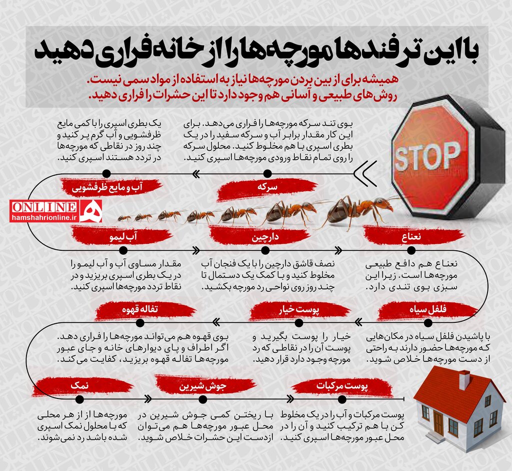 اینفوگرافیک | با این ترفندها مورچهها را از خانه فراری دهید