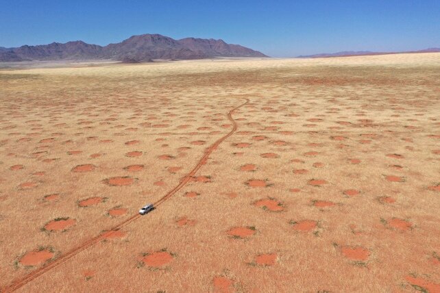 اسرار دایره‌های سحر آمیز  صحرای نامیب | تلاش شگفت‌آور علف‌ها برای دسترسی به آب