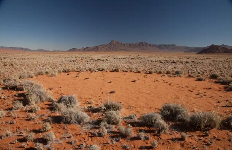 اسرار دایره‌های سحر آمیز  صحرای نامیب | تلاش شگفت‌آور علف‌ها برای دسترسی به آب