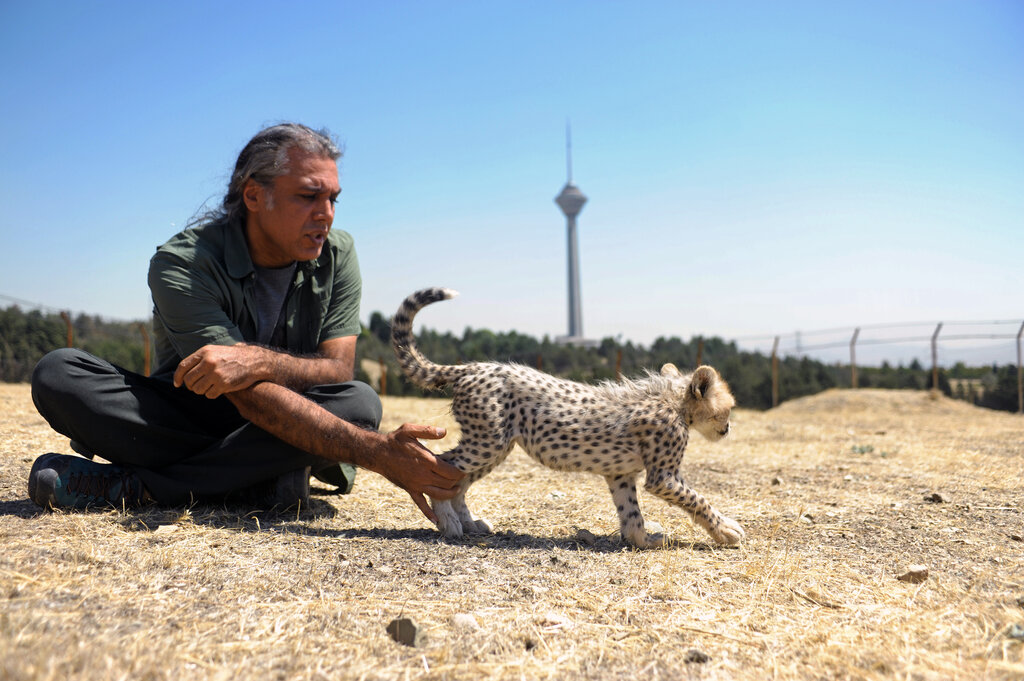 حاشیههای تولهیوز ایرانی | پیروز صفحه اینستاگرام دارد؟