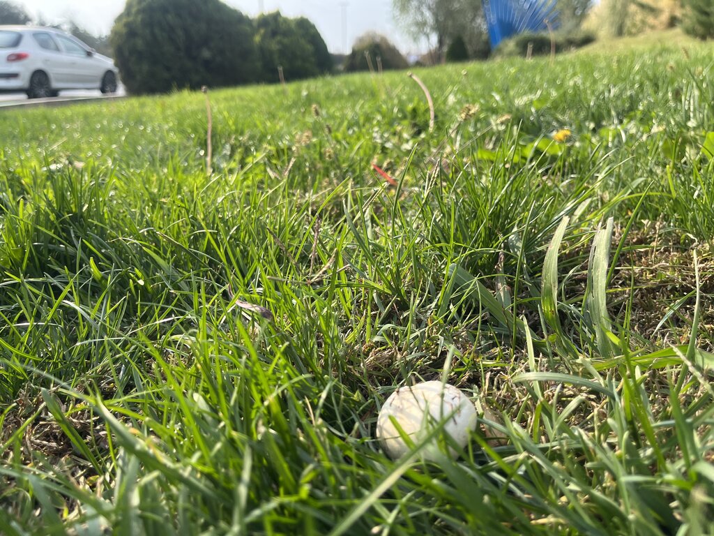 تصاویر | ماجرای رویش قارچ در این بزرگراه پایتخت چیست؟