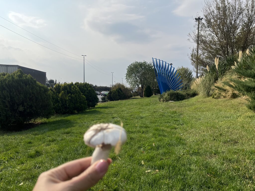 تصاویر | ماجرای رویش قارچ در این بزرگراه پایتخت چیست؟