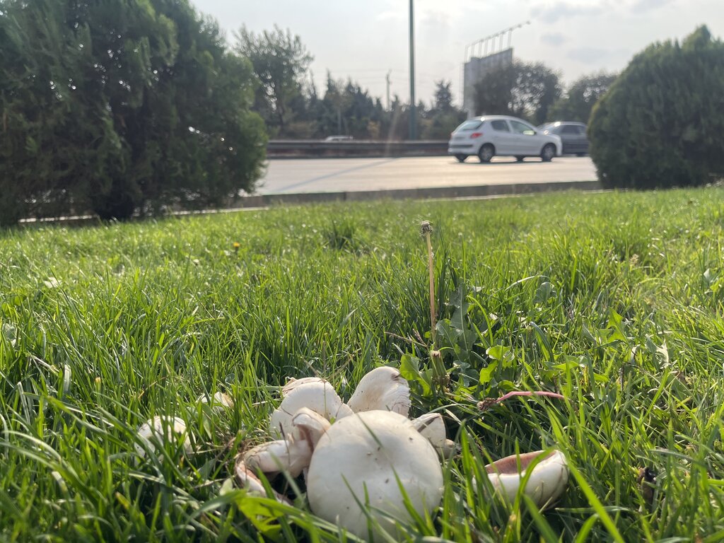 تصاویر | ماجرای رویش قارچ در این بزرگراه پایتخت چیست؟