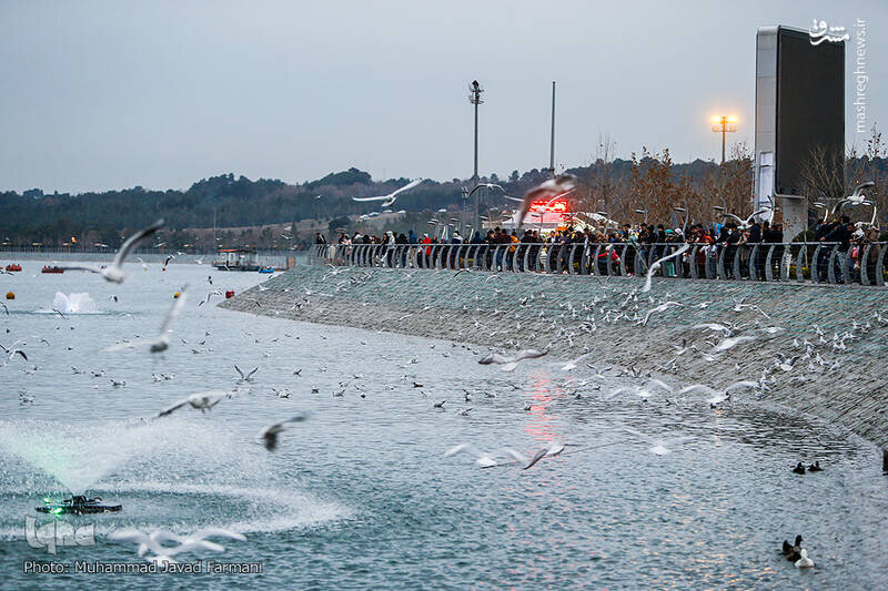 عکس | فرود نخستین گروه مسافران سیبری در تهران | برای دیدن میهمانان پایتخت به چیتگر بیایید