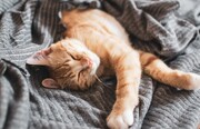 خواب‌های عجیبی که گربه‌ها می‌بینند | دانستنی‌های شگفت‌انگیز درباره خواب دیدن حیوانات