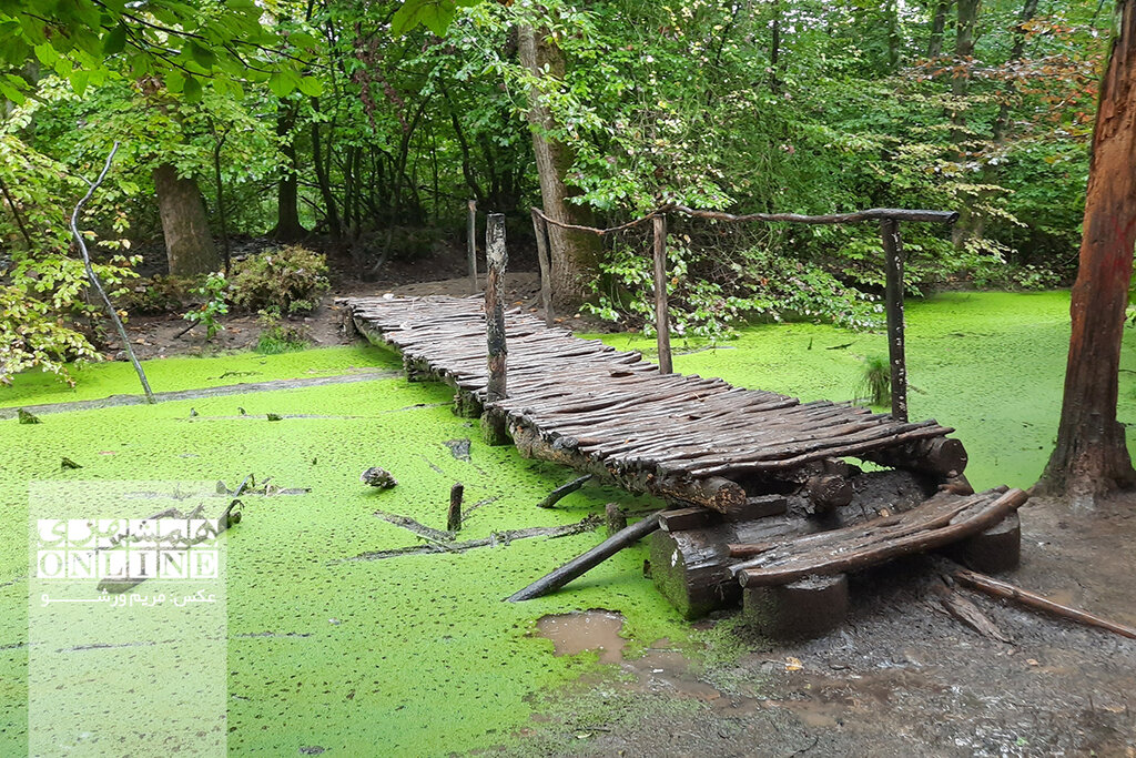 تصاویر زیبای مرداب سراوان ؛ دریاچه رویایی در دل گیلان | اینجا فرشی سبز روی آب پهن است!