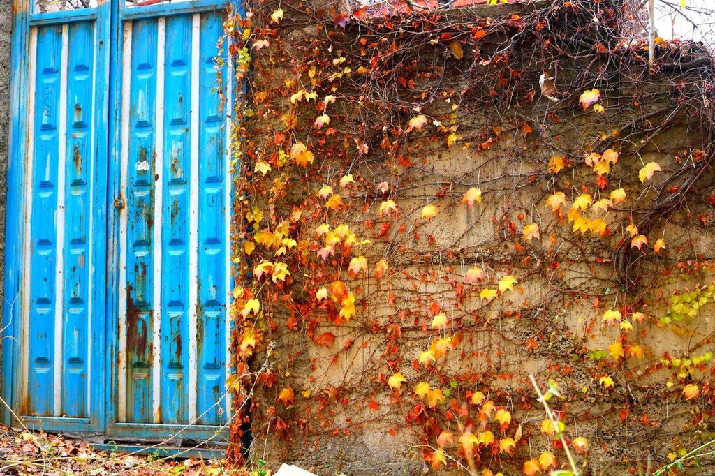 ببینید | جادوی نارنجی در حوالی تهران