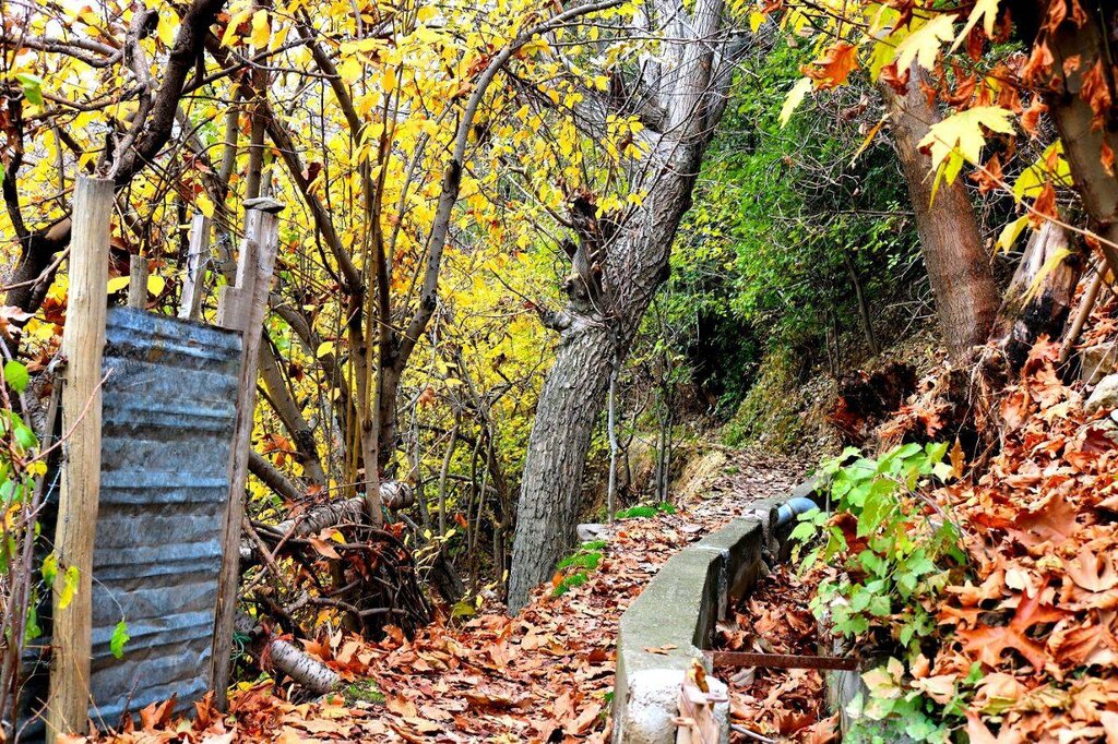 ببینید | جادوی نارنجی در حوالی تهران