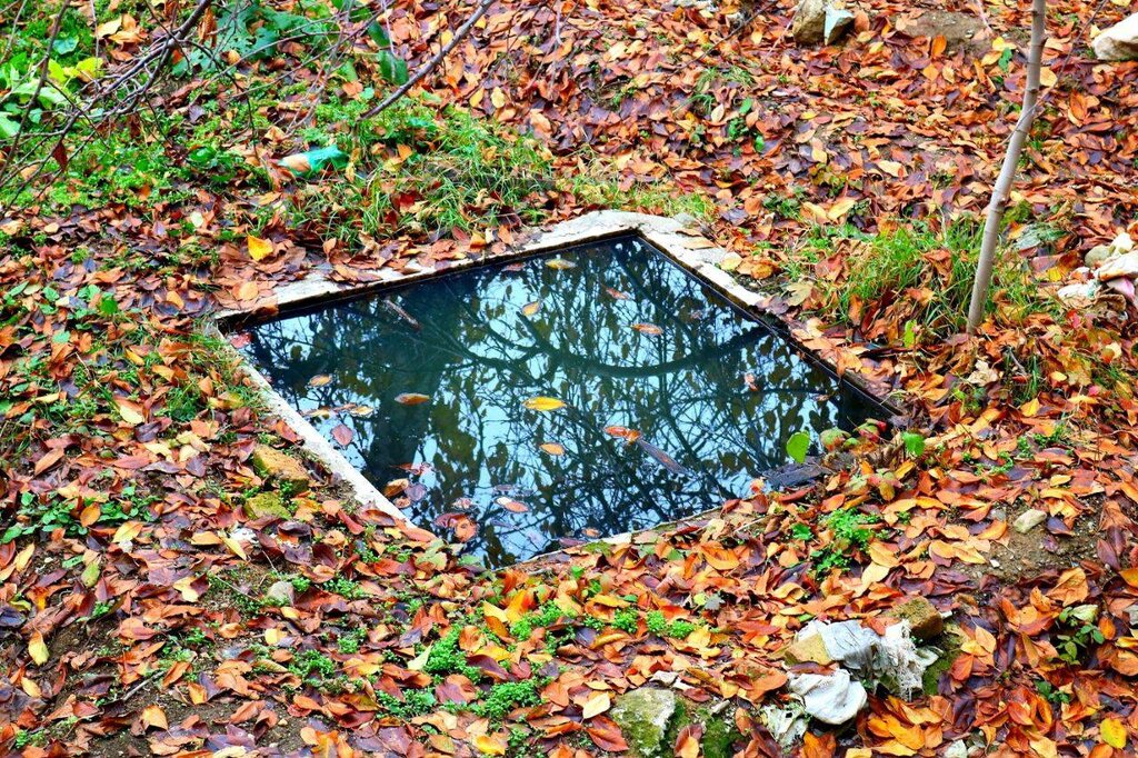 ببینید | جادوی نارنجی در حوالی تهران