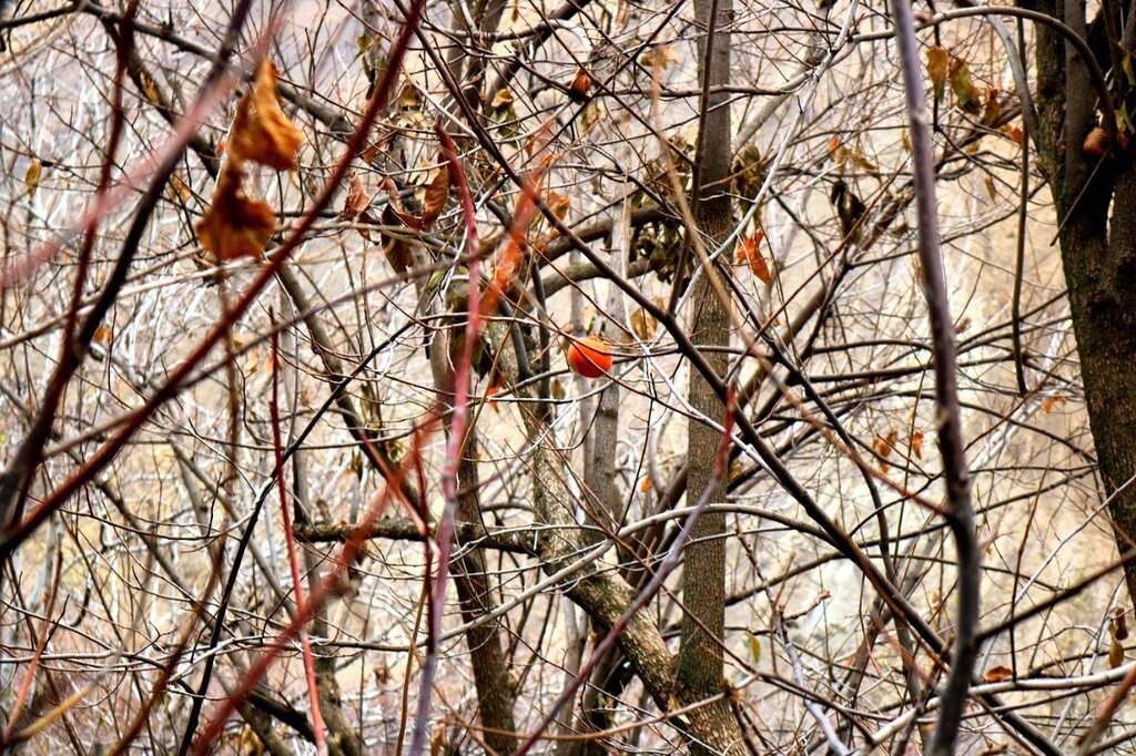 ببینید | جادوی نارنجی در حوالی تهران