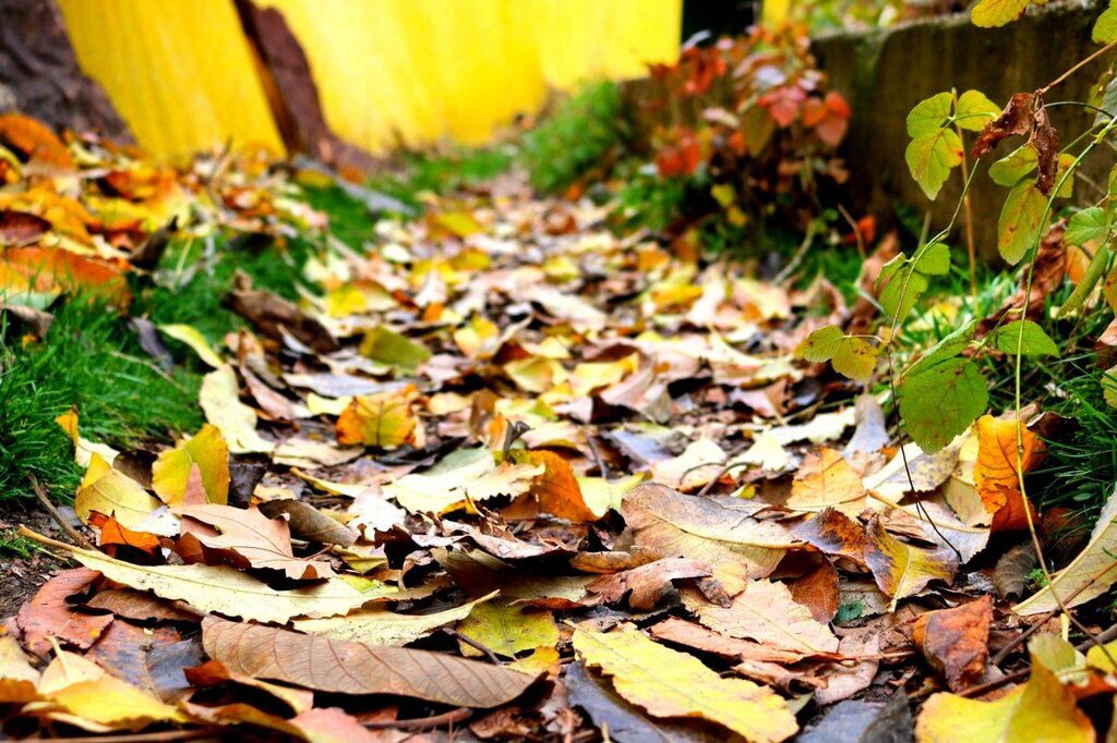 ببینید | جادوی نارنجی در حوالی تهران