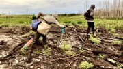 ببینید | رکورد عجیب گینس ؛ جوان ۲۳ ساله ۲۳۰۶۰ درخت در ۲۴ ساعت کاشت
