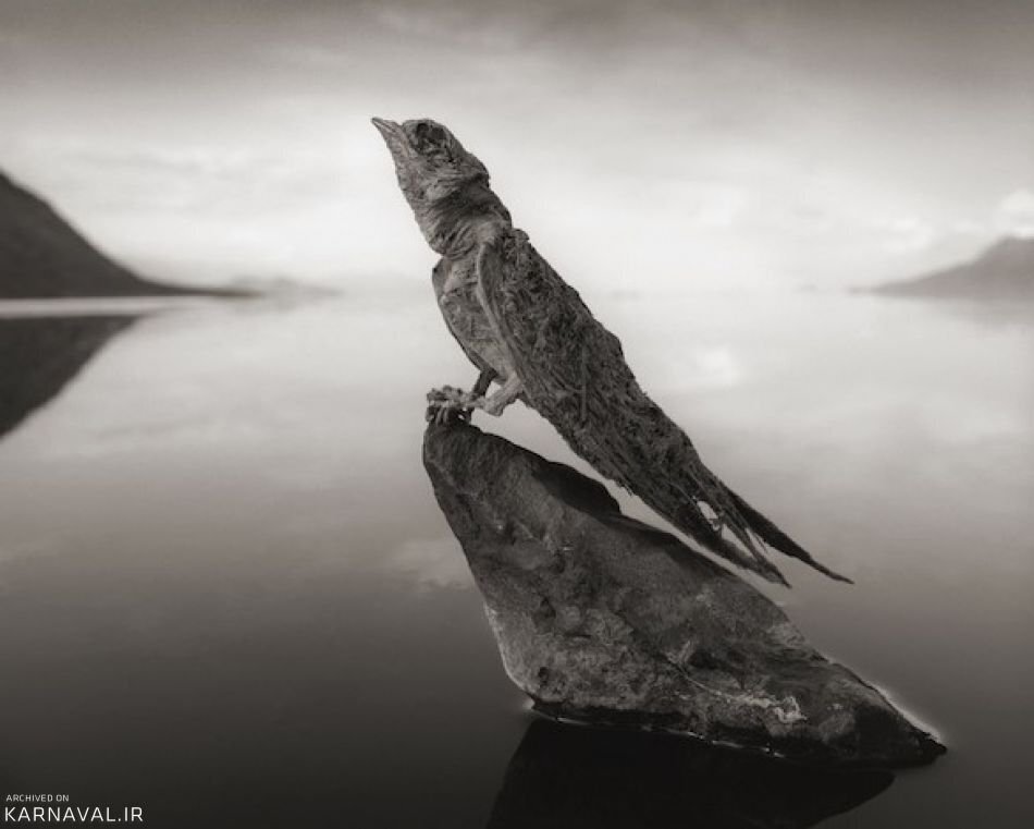 تصاویر دریاچه مرموزی که حیوانات را به سنگ تبدیل می‌کند!