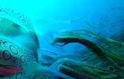 تصاویر عروس دریایی جعبه‌ای | زیبایی خیره‌کننده موجودی کمیاب در اعماق آب