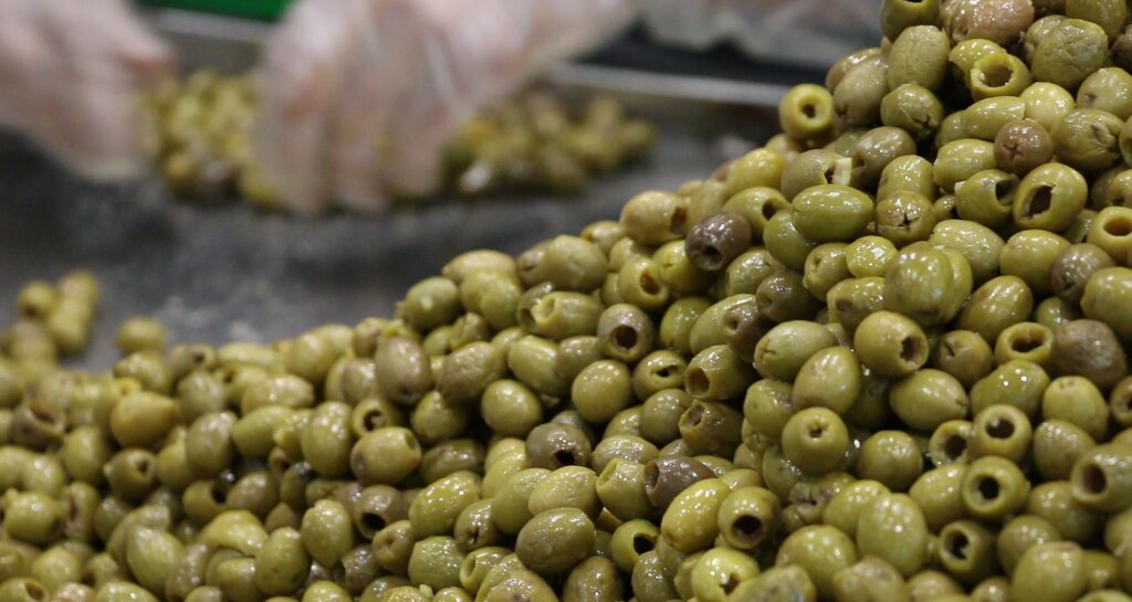 تنها راه گرفتن تلخی زیتون