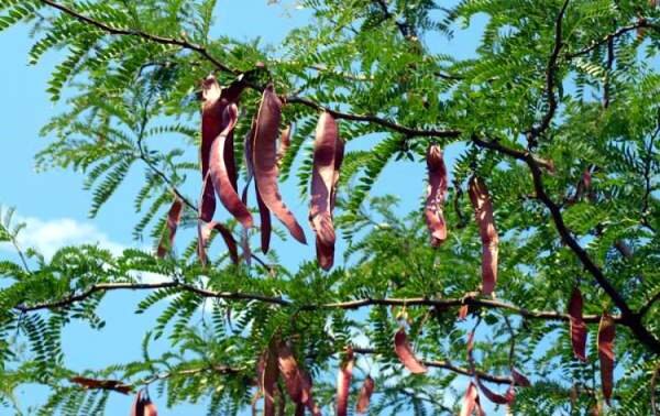 ببینید | گیاهی که غلافش صدای جغجغه میدهد | طبیعیترین اسباب بازی ایران را اینجا پیدا میکنید!