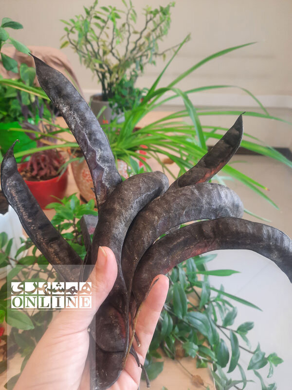 ببینید | گیاهی که غلافش صدای جغجغه میدهد | طبیعیترین اسباب بازی ایران را اینجا پیدا میکنید!