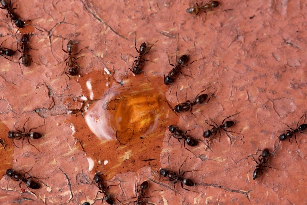 دفع مورچه از خانه - از بین بردن مورچه از خانه - ant - حشرات