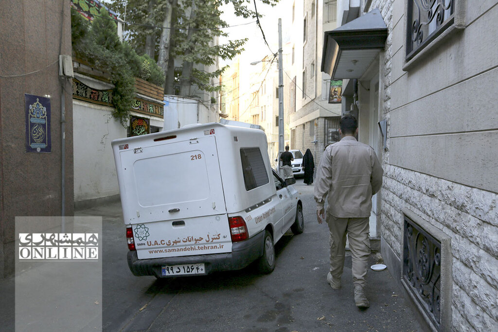 ۶ ساعت تعقیب و گریز نفسگیر با سگهای ولگرد پایتخت | آنچه از جزئیات و پشتپرده فعالیت تیمهای زندهگیری حیوانات در تهران نمیدانید