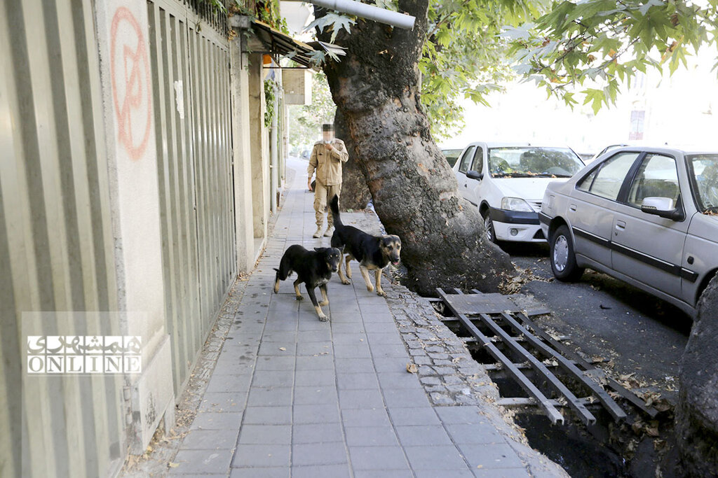 ۶ ساعت تعقیب و گریز نفسگیر با سگهای ولگرد پایتخت | آنچه از جزئیات و پشتپرده فعالیت تیمهای زندهگیری حیوانات در تهران نمیدانید